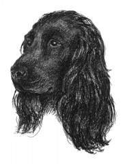 Canine Study IV