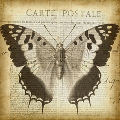 Carte Postale Butterfly II