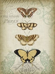 Cartouche and Butterflies II