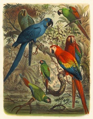 Cassel Tropical Birds III