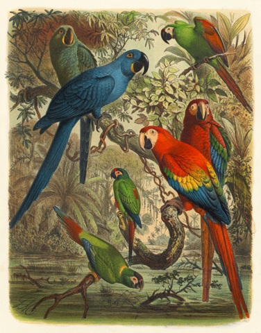Cassel Tropical Birds III
