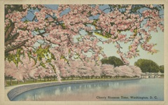 Cherry Blossom Time