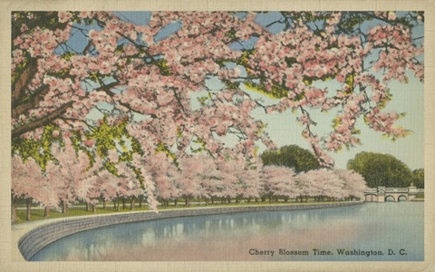 Cherry Blossom Time