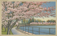 Cherry Blossoms, Potomac Park