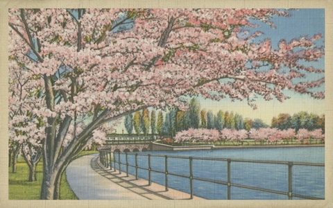 Cherry Blossoms, Potomac Park