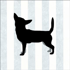 Chihuahua in Neutral