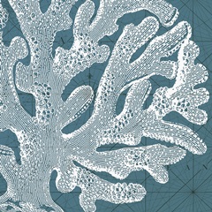 Coastal Menagerie II