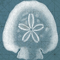 Coastal Menagerie IV