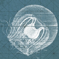 Coastal Menagerie IX