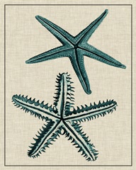 Coastal Starfish I