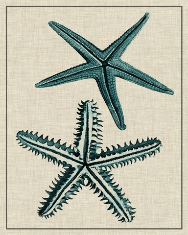 Coastal Starfish I