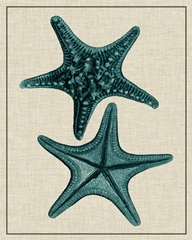 Coastal Starfish II