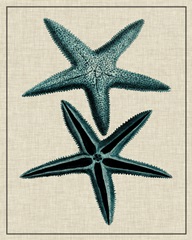 Coastal Starfish III