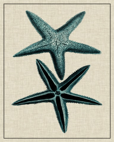 Coastal Starfish III