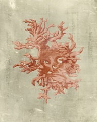 Coral in Terra Cotta