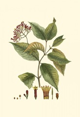 Crimson Botanical I