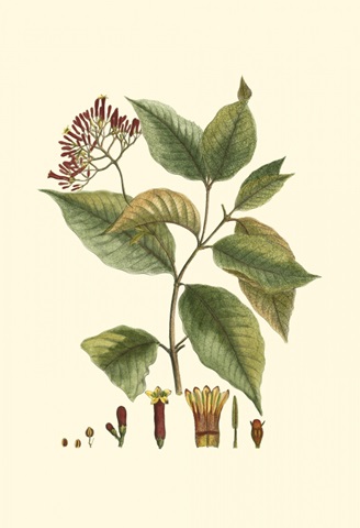 Crimson Botanical I