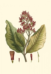 Crimson Botanical II