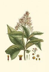 Crimson Botanical III