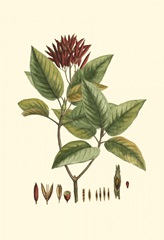 Crimson Botanical IV