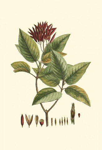 Crimson Botanical IV