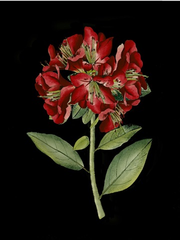 Crimson Flowers on Black I