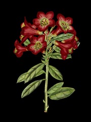 Crimson Flowers on Black IV