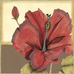 Cropped Sophisticated Hibiscus IV