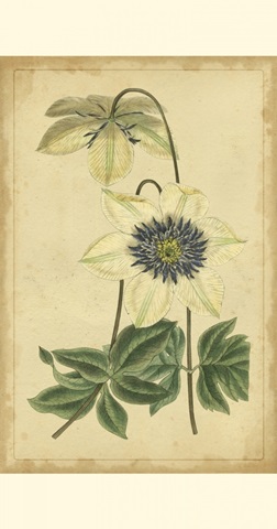 Curtis Blooms in White I