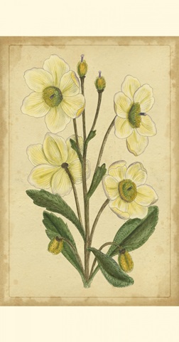 Curtis Blooms in White II