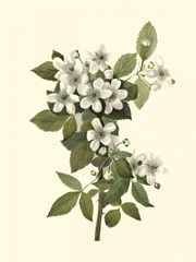 Delicate Foliage III