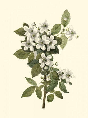 Delicate Foliage III