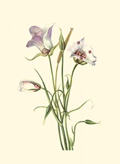 Delicate Wildflowers IV