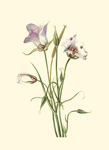 Delicate Wildflowers IV