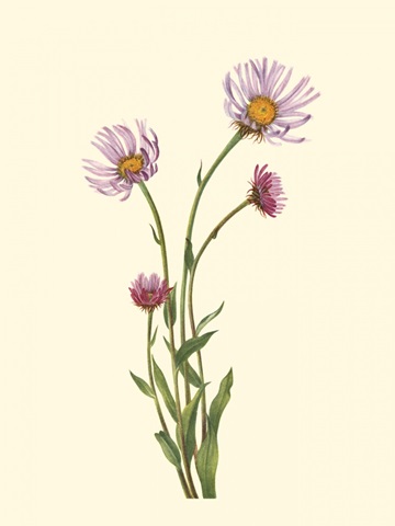 Delicate Wildflowers V