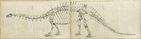Dinosaur Study I