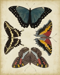 Display of Butterflies I