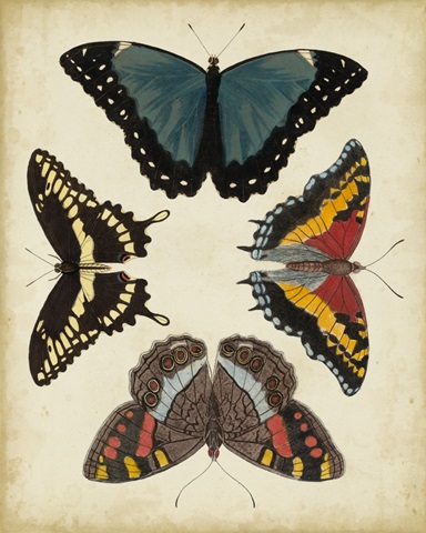 Display of Butterflies I