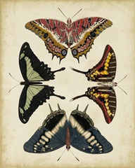 Display of Butterflies II