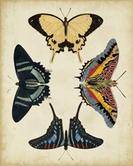 Display of Butterflies III