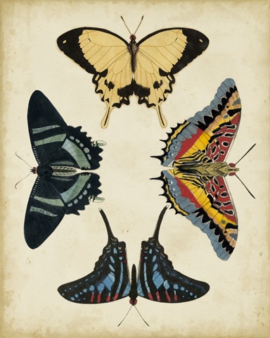 Display of Butterflies III