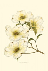 Dogwood