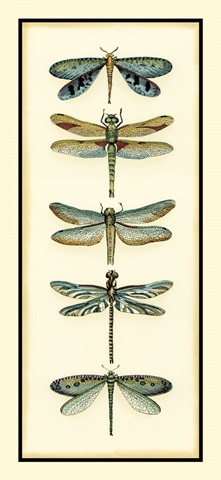 Dragonfly Collector I