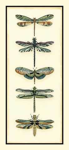 Dragonfly Collector II