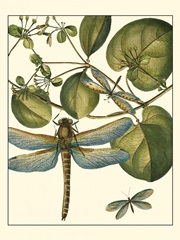 Dragonfly Medley I