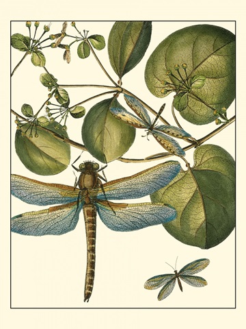 Dragonfly Medley I
