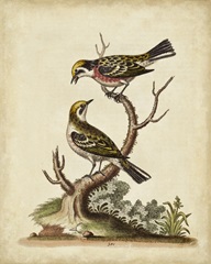 Edwards Bird Pairs II