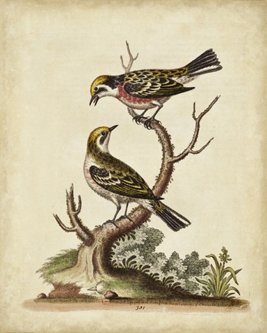 Edwards Bird Pairs II