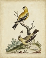 Edwards Bird Pairs III