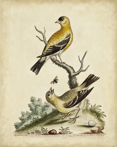 Edwards Bird Pairs III
